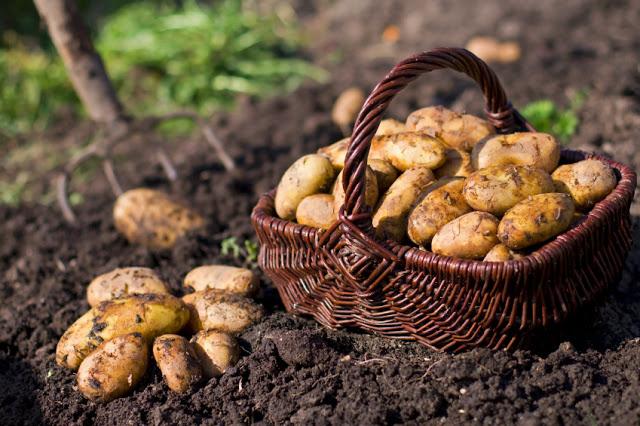 як боротися з проволочником на картоплі