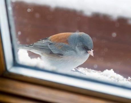 птах стукає у вікно прикмета