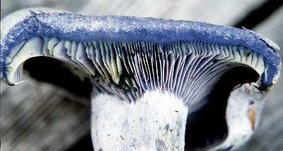 гриби на зрізі синіють